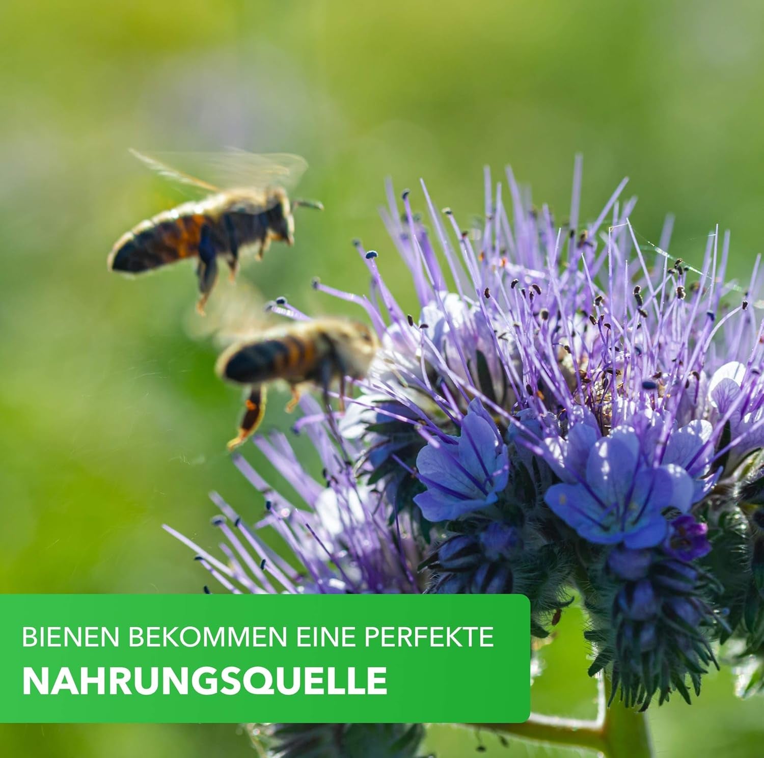 Mix pentru cutii de balcon Magic of Nature - Semințe de 10 g - Plante prietenoase cu albinele - Ușor de utilizat - Paradisul albinelor - 5 specii cultivate native - Potrivit pentru cutii de flori și jardiniere
