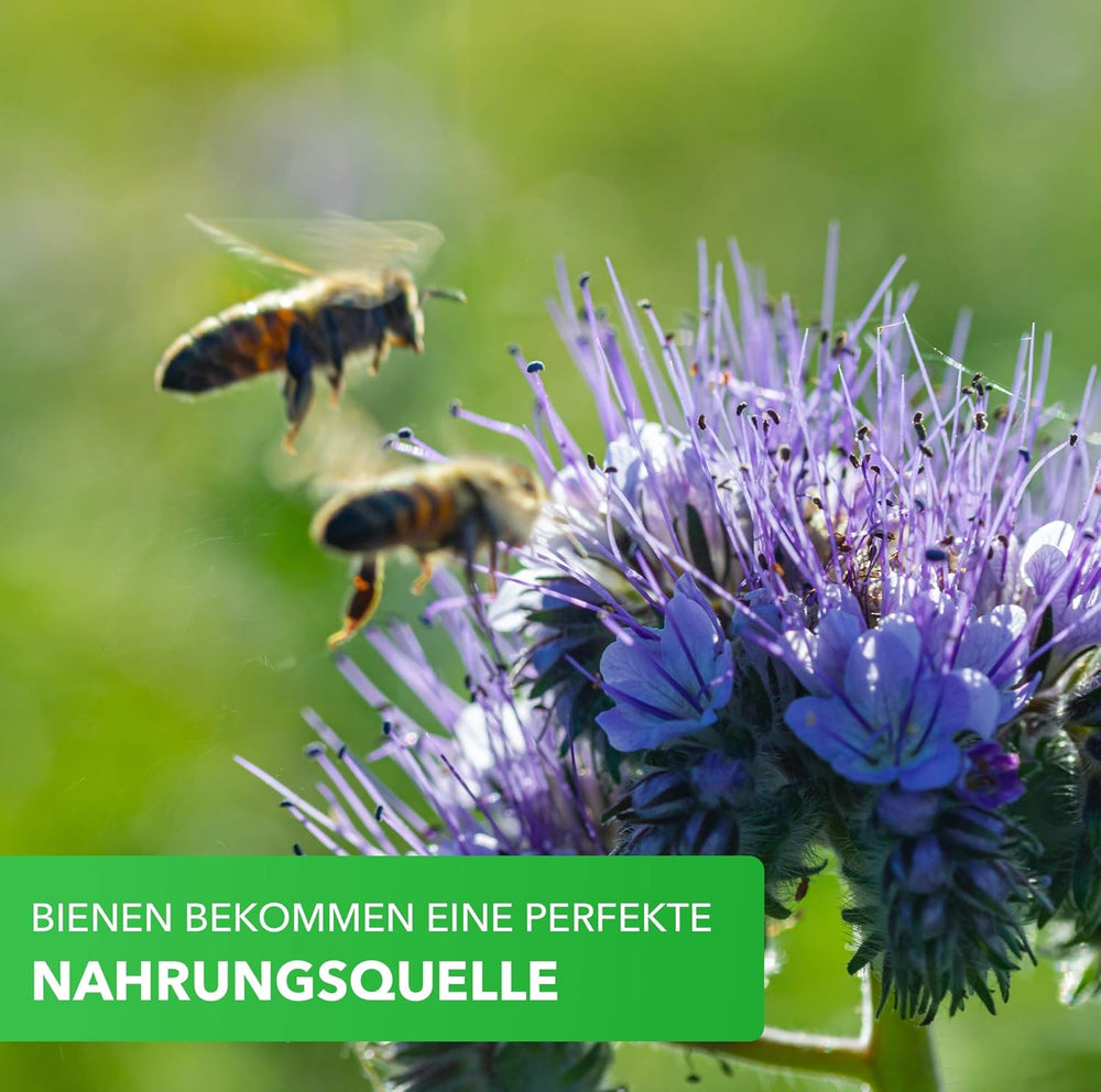 Mix pentru cutii de balcon Magic of Nature - Semințe de 10 g - Plante prietenoase cu albinele - Ușor de utilizat - Paradisul albinelor - 5 specii cultivate native - Potrivit pentru cutii de flori și jardiniere