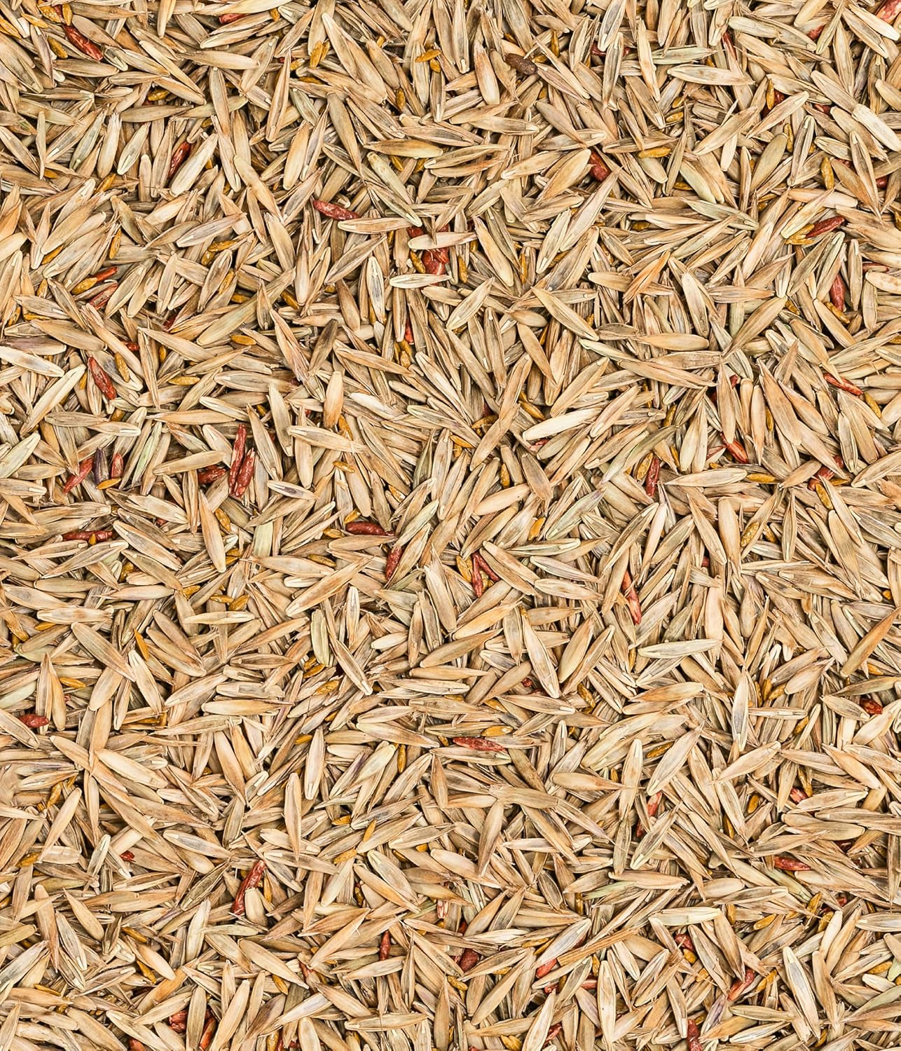Dehner Saatgut Trockenrasen, Hochwertige Rasensamen Für Strapazierfähigen/Trockenheitsresistenten Rasen, Schnell Keimend/Pflegeleicht, Ideal Für Heiße Sommermonate, 3 Kg Für Ca. 100 M²