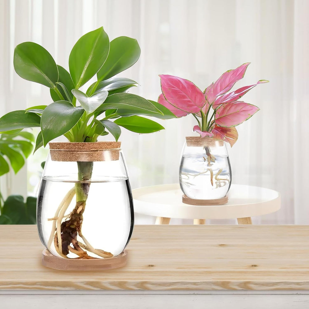 Stație de creștere a plantelor hidroponice, 12 x 11 cm, vază pentru semințe de avocado, ghiveci din sticlă, vază hidroponică din sticlă pentru plante acvatice sau flori, decor de masă pentru birou, 2 bucăți
