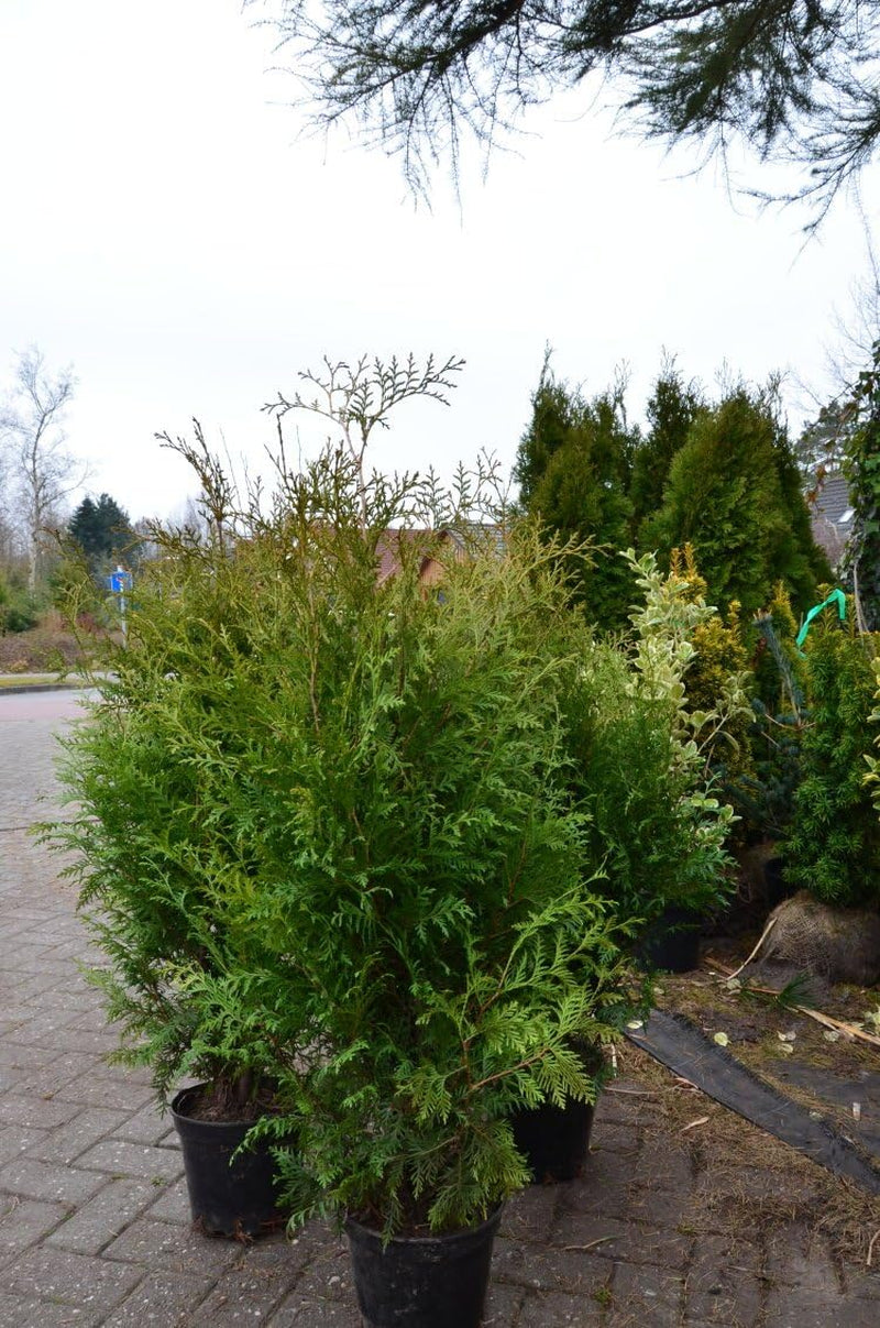 Brabant Lebensbaum Thuja Occidentalis Brabant 100-125 Cm Hoch Im 5 Liter Pflanzcontainer