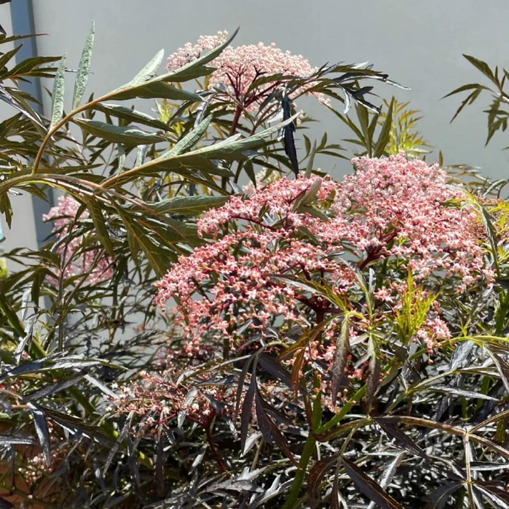 Holunder, Garten Praktische Geschenke Geschenke Für Gartenfreunde Kräutergarten Geschenk Bonsaibaum Winterhart 150Samen