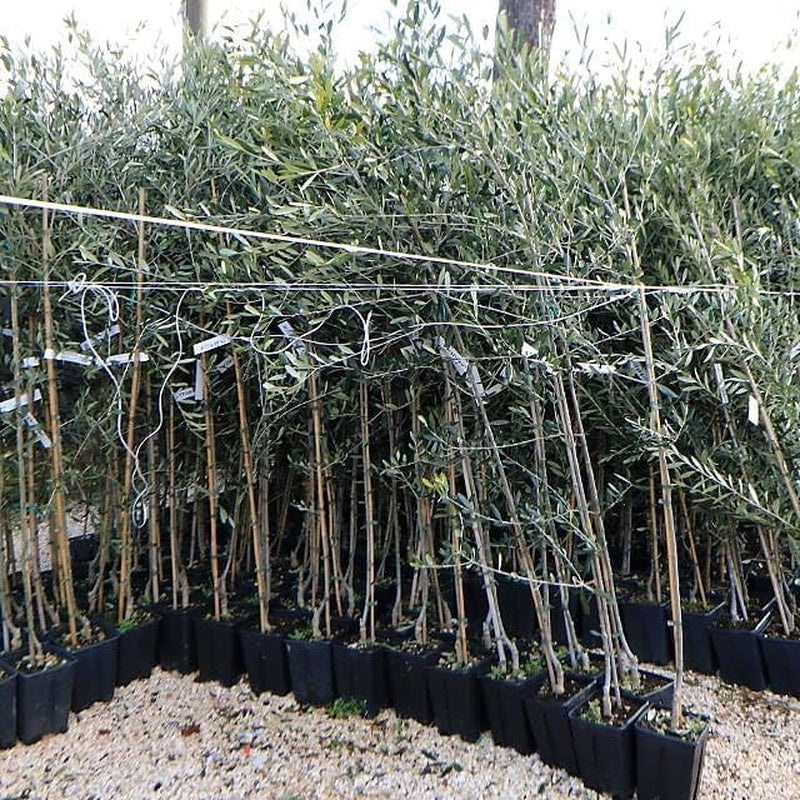 Olivier Olivenbaum Oliven Itrana - Obstpflanze Baum Max 160-3 Jahre Anbau Italien