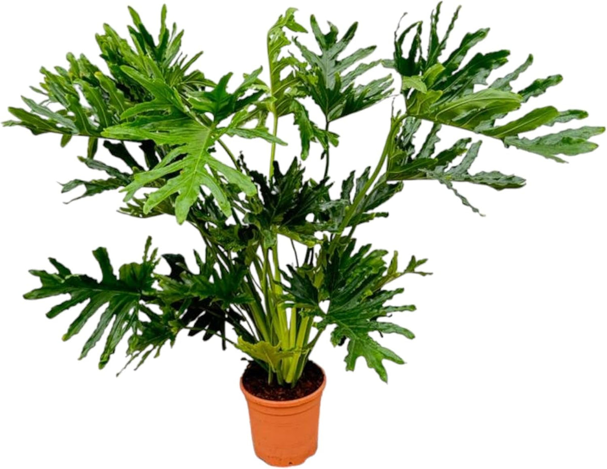Trendyplants - Philodendron Selloum - Spitzenbaum-Philodendron - Zimmerpflanze - Höhe 110-130 Cm - Topfgröße Ø24Cm