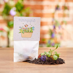 Bunte Blumenmurmeln "Frühlingsgruß" L 10 X5 Kleine Saatkugeln in Einem Tütchen Mit Blumenkorb-Motiv L Geschenk Zu Ostern, Im Frühling, Als Gastgeschenk Oder Als Dankeschön Für Erzieher, Lehrer