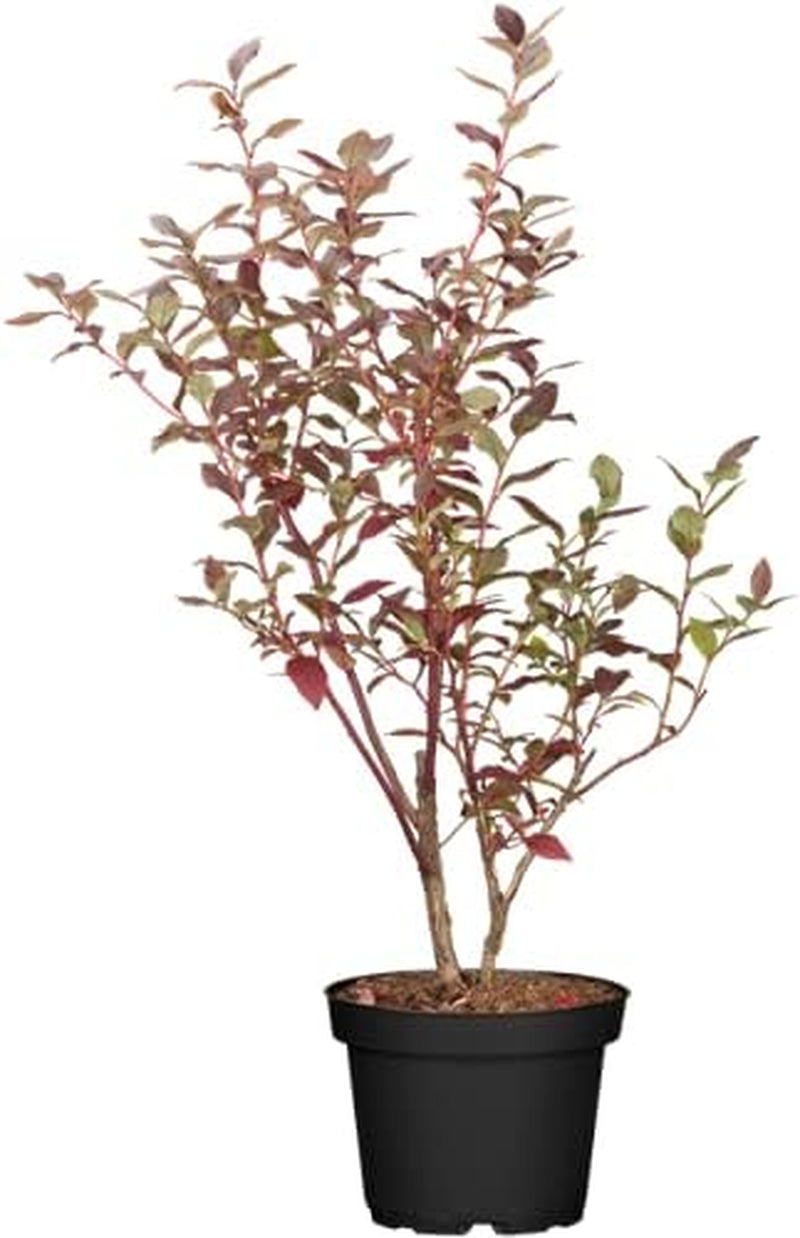 Heidelbeeren Pflanze, Trauben Heidelbeere Blaubeere Vaccinium Corymbosum, Ca. 60Cm Im Topf Gewachsen, Sehr Ertragreiche Sorte, Winterhart