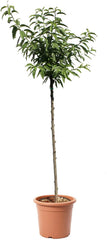 KENTIS - Mandelbaum - Prunus Dulcis - Echte Freilandpflanzen - Obstpflanze - Kulturtopf Ø 28 Cm