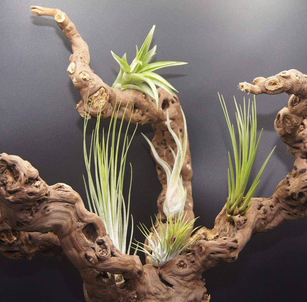 Tillandsien 24Er-Mix, Tillandsia, Bromeliengewächs