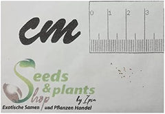 Stk - 10X Begonia Glabra Ziersträucher Garten Pflanzen - Samen ID330 -