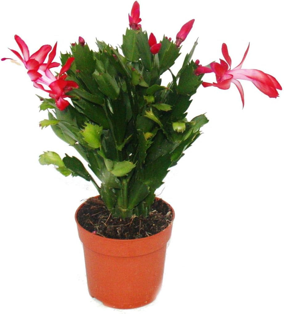 Exotenherz - Weihnachtskaktus - Schlumbergera - Set Mit 3 Pflanzen