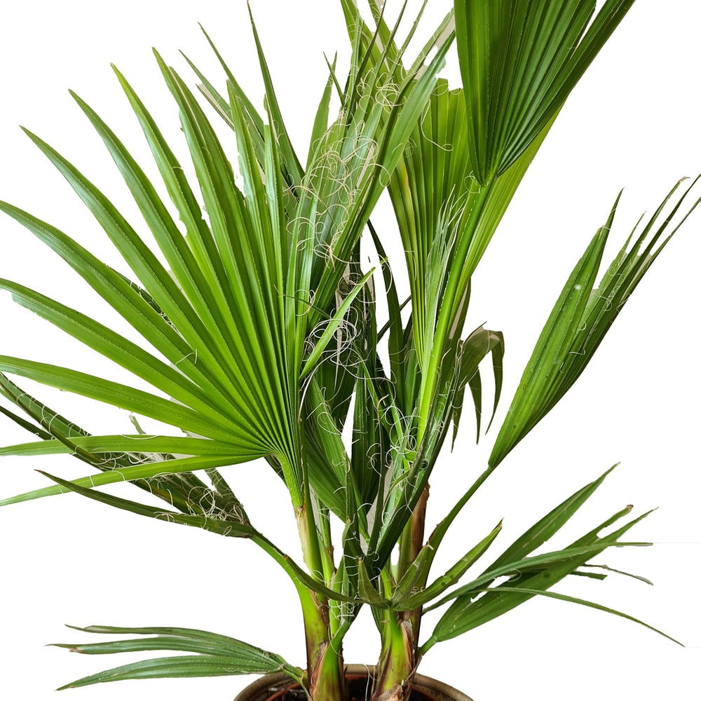 Bloomique - 2Er Set - Washingtonia Robusta - Mexikanische Fächerpalme - Palme - Winterharte Balkonpflanzen - Gartenpflanzen Winterhart - Höhe 80-100 Cm - Topf 21 Cm
