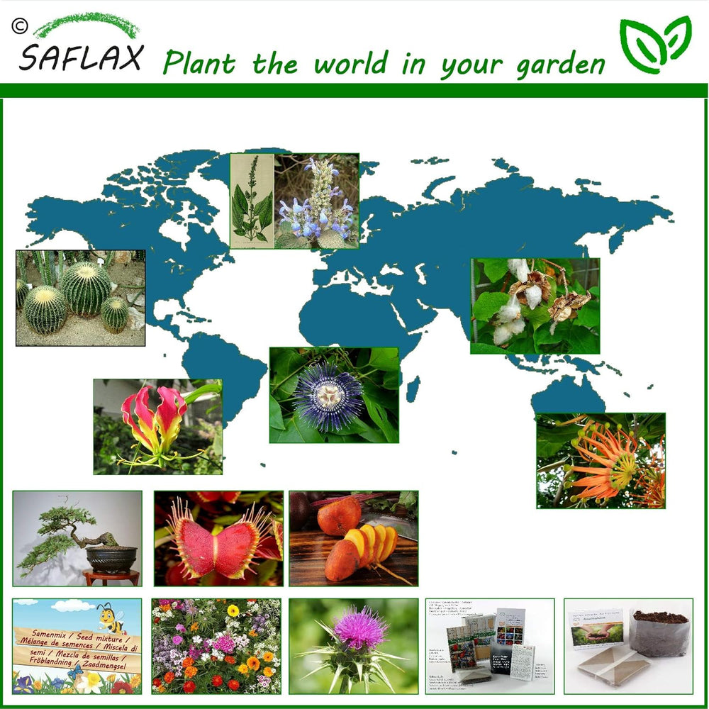 SAFLAX - Bonsai - Felsenkirsche - 30 Samen - Prunus Mahaleb