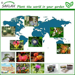 SAFLAX - Kakteen - Königin Der Nacht - 40 Samen - Selenicerus Grandiflorus