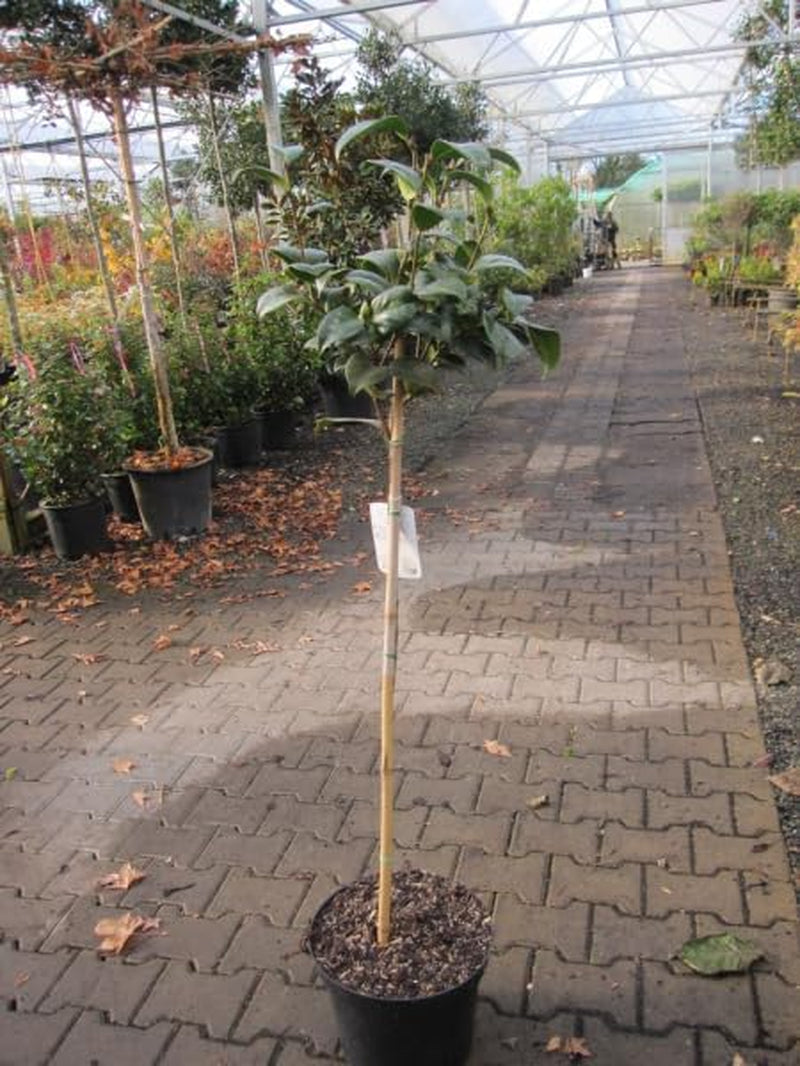 Camellia Japonica Principessa Baciocchi - Japanische Hochstamm-Kamelie 80