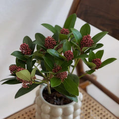Skimmia, Balkonpflanzen Winterhart Mehrjährig Skimmia Japonica Rubella, Balkonpflanzen Blumensamen Seltene Sträucher Garten 50Samen