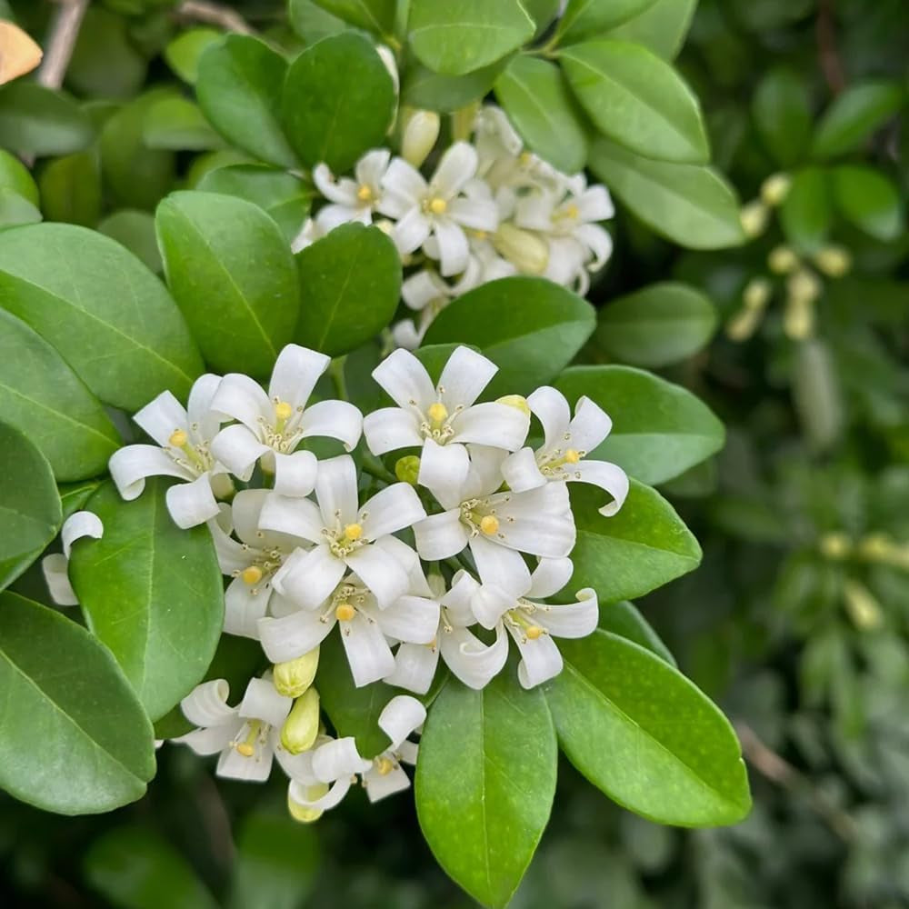 Murraya Exotica, Immergrüne Sträucher Kräutersamen, Balkonpflanzen Balkon Kräutergarten Exotische Stauden Winterhart Mehrjährig 60Samen