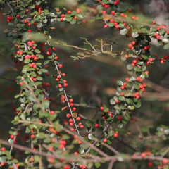 Teppichmispel, Zwergmispel, Bodendecker Cotoneaster Dammeri, Baumsamen Sträucher Garten Blumensamen Gastgeschenk Balkonpflanzen Seltene 150Samen