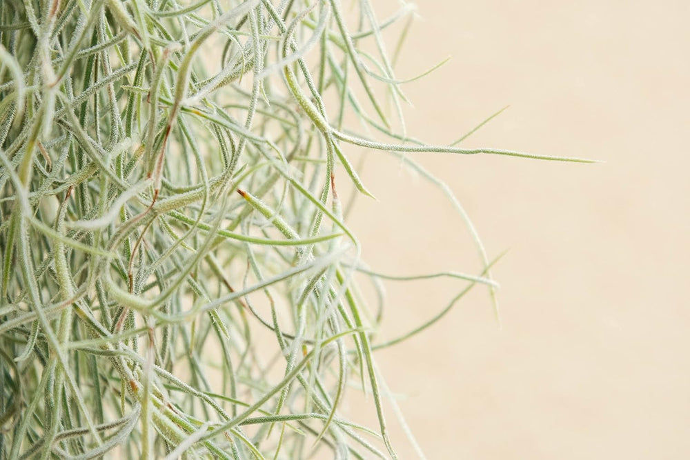 Air Plant Tillandsien Usneoides - Feenhaar Weiß - Tillandsien Hängend – Hängepflanze – Hängedeko - Luftpflanzen Hängend - Feenhaar Weiß - Pflanze Ohne Erde (1, 20-30 Cm)