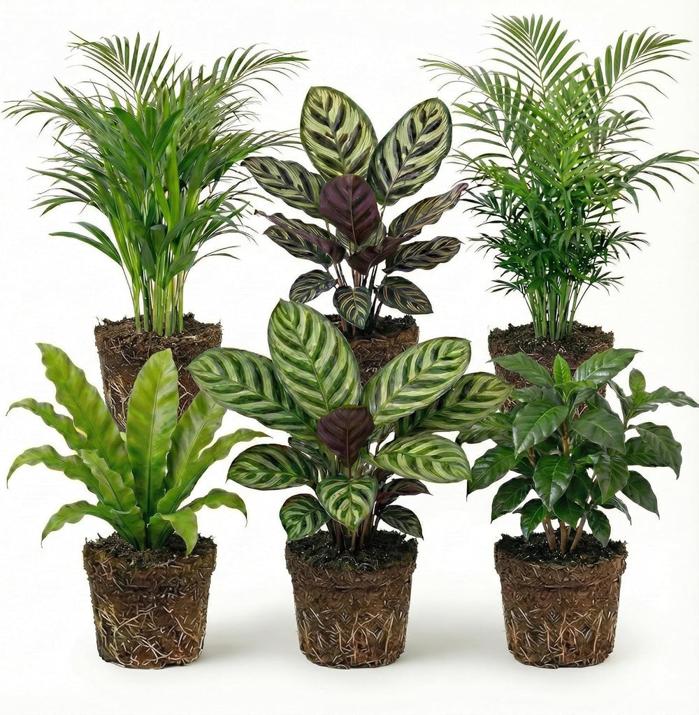 Luftreinigende Pflanzen – 6Er Set Echte Zimmerpflanzen Mit Seegras Töpfen – Tierfreundliche Und Pflegeleichte Grünpflanzen – Ideal Für Wenig Licht – Ø 12 Cm ↥ 40 Cm