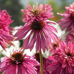 6 x Garten Scheinsonnenhut 'Doubledecker' - Echinacea Purpurea 'Doubledecker' Topf 9x9cm: Doppelte Blüten, einzigartige Optik, zieht Bienen an, ideal für Gärten.