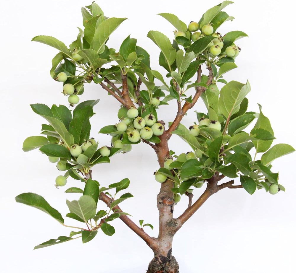 KENTIS - Apfelbaum Bonsai - Malus Evereste - Echte Bonsai Obstbaum - Winterharter Outdoor Pflanzen - Hoch 35-45 Cm Keramiktopf 26 Cm