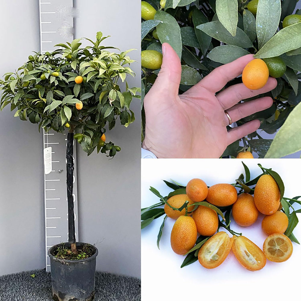 SAVINI VIVAI Kumquat-Pflanze, Chinesischer Mandarin-Kumquat-Zitrusbaum Im 20 Cm Topf, Höhe 70 Cm, 2-3 Jahre Veredelung, Hergestellt in Italien