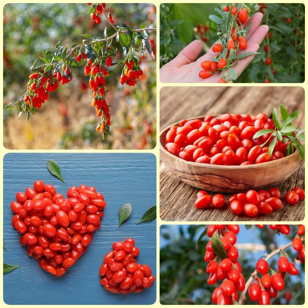 Goji Beeren, Wolfsbeeren, Lycium Chinense, Zimmerpflanzen Mehrjährig Winterhart Bodendecker Gartenkräuter Gojibeeren 150Samen
