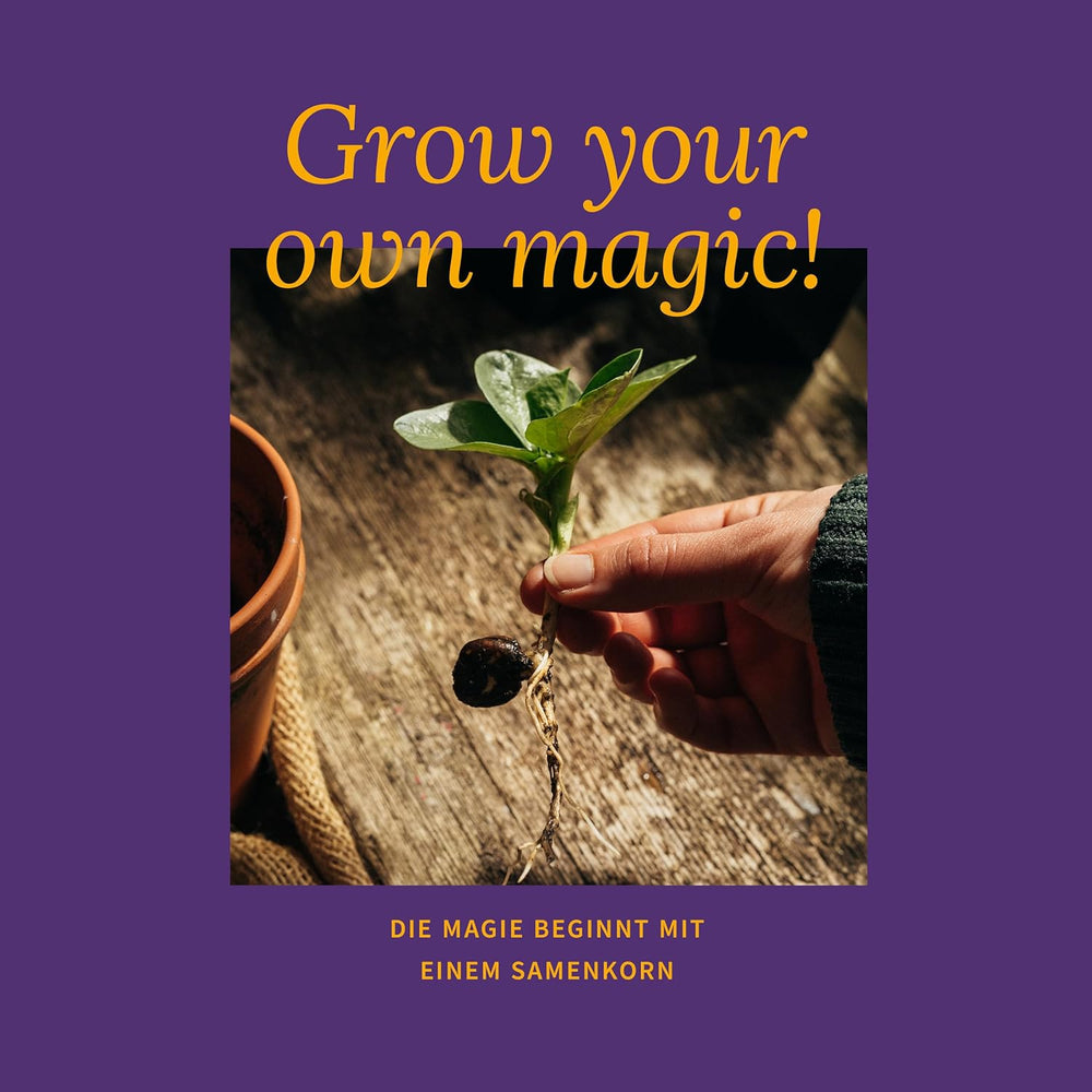 Semințe Magic Garden - Ierburi pentru pisici: Catnip, Valeriană, Salvie și Iarbă de pisică - Cutie cu semințe cu 4 plante pentru joacă, ciugulit și relaxare