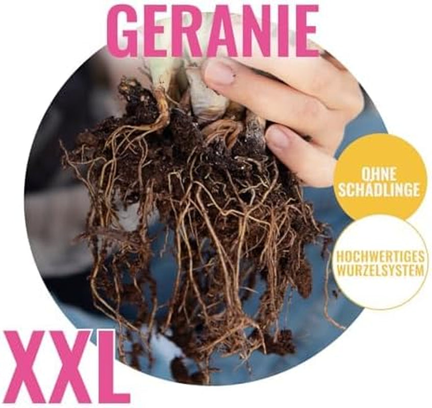 Colecția Super Perenă de Geranium (10 plante/rădăcini) Amestec rezistent de 5 soiuri, hibrizi pereni mari din Olanda, pentru grădină, straturi de flori (nu semințe, nu bulbi artificiali)