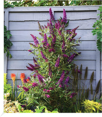 BALDUR Garten Flieder-Hecke, 1 Pflanze, Edelflieder Fliedertraum Blüten-Hecke, Sichtschutz, Syringa Vulgaris, Winterhart & Anspruchslos, Schnittblume, Blühend