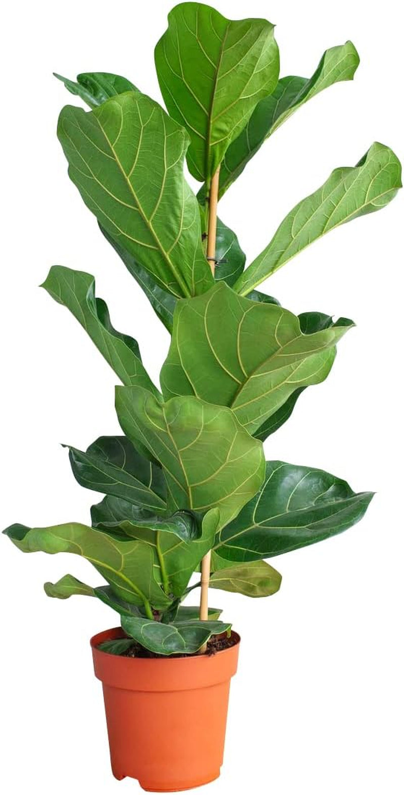 Ficus Lyrata (Feigen) - Zimmerpflanzen, Pflanzen Echt, Nachhaltige Verpackung Geigen-Feige- 21Cm Topf - Höhe 110Cm - Direkt Von Der Gärtnerei