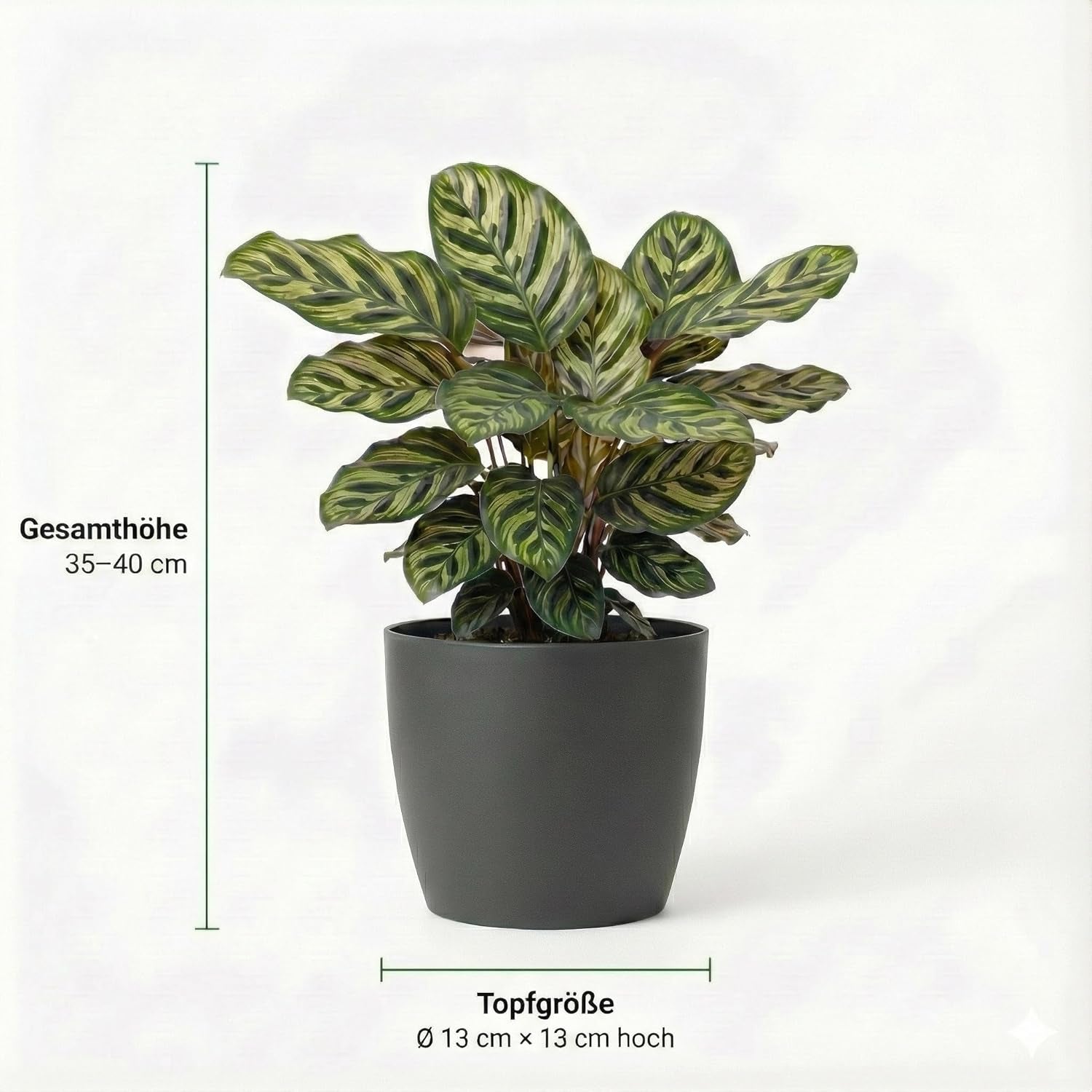 Vdvelde.Com - Luftreinigende Pflanzen 6 - Tierfreundliche Grüne Zimmerpflanzen - Einfacher Und Geringer Lichtbedarf - Ø12 Cm ↥Ca.40 Cm