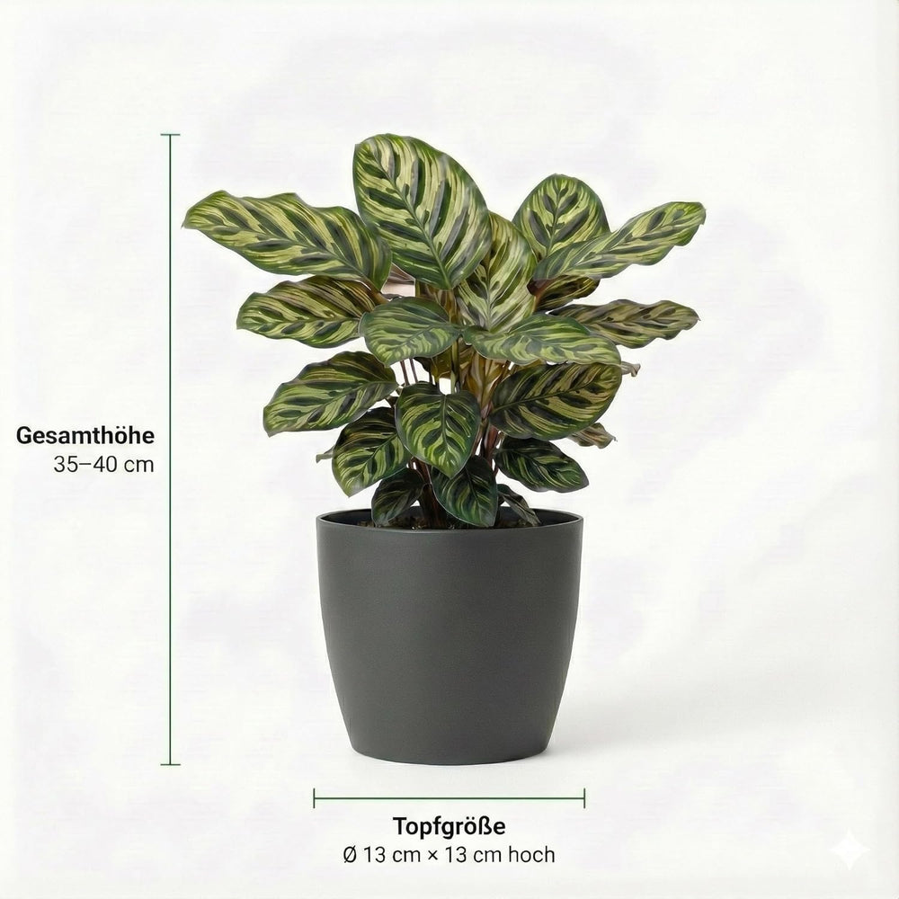 Vdvelde.Com - Luftreinigende Pflanzen 6 - Tierfreundliche Grüne Zimmerpflanzen - Einfacher Und Geringer Lichtbedarf - Ø12 Cm ↥Ca.40 Cm