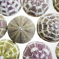 Tillandsien Pflanzen - Luftpflanzen Echt - Air Plants - Tilldandsia - 3Er Set Quallenpflanzen Mit Alfonso-Seeigeln - Bromeliengewächs - Spanisches Moos - Luftpflanzen Halterung - Trendyairplants