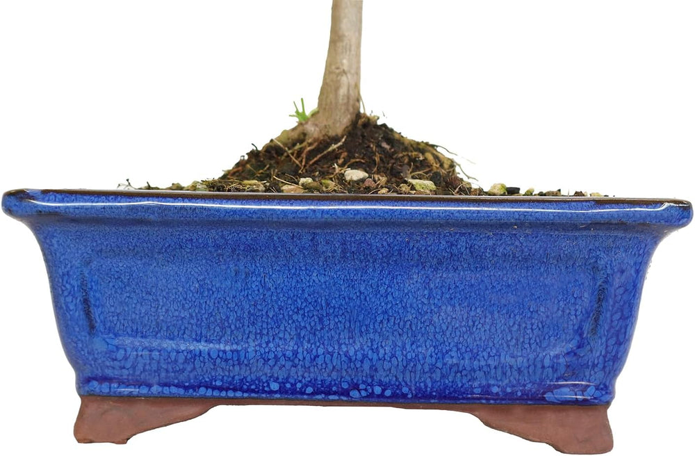 KENTIS - Ginkgo Biloba Bonsai - Natürliche Dekopflanze Für Draußen - H 40-50 Cm Keramiktopf Ø 21 Cm