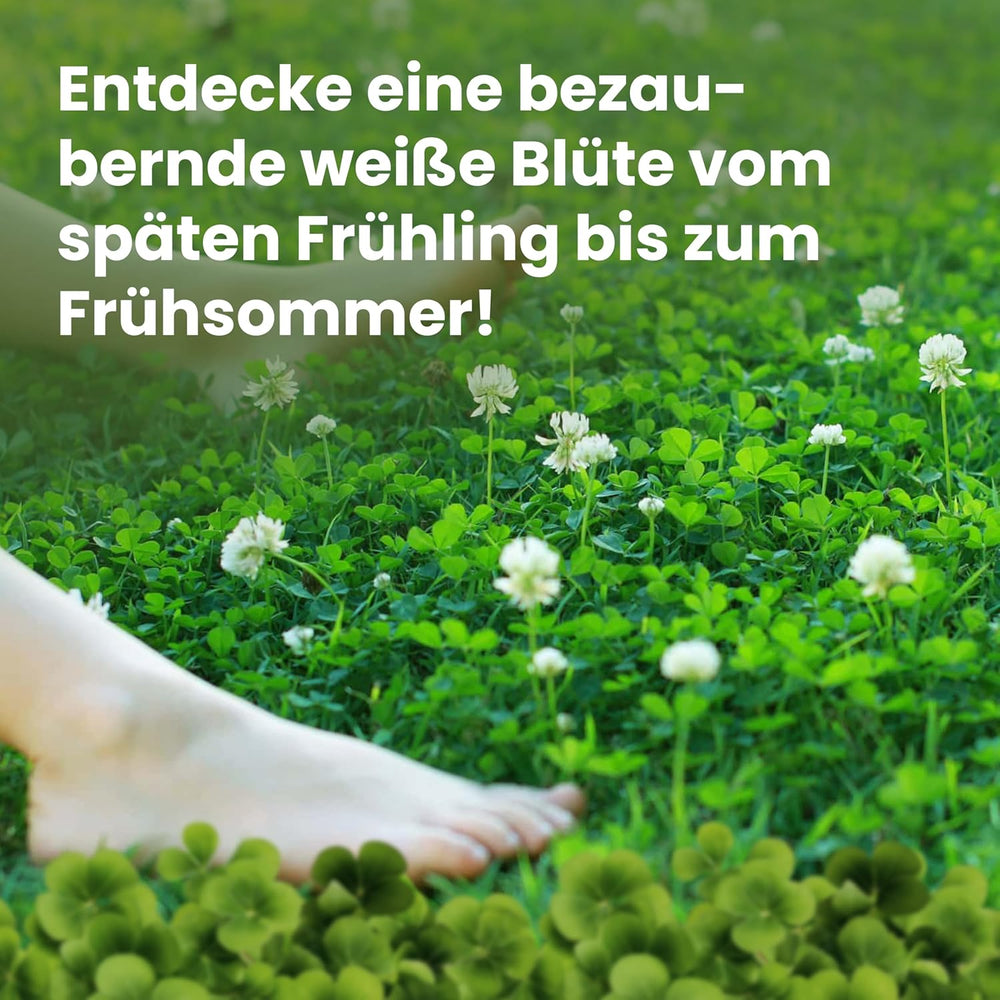 LERAVA Klee Samen (50 M²) - Mikroklee Samen Mähfrei - Weißklee Für Schattige Und Sonnige Flächen - Verbesserte Bodenqualität Durch Stickstofffixierung - Kleesamen Für Pflegeleichte Kleerasen