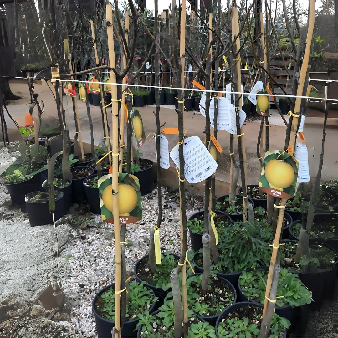 Nashi Shinseik - Obstpflanzen Antik Auf Blumentopf Einer Vase Von 26 - Baum Max 200 Cm – 4 Jahre Anbau Italien