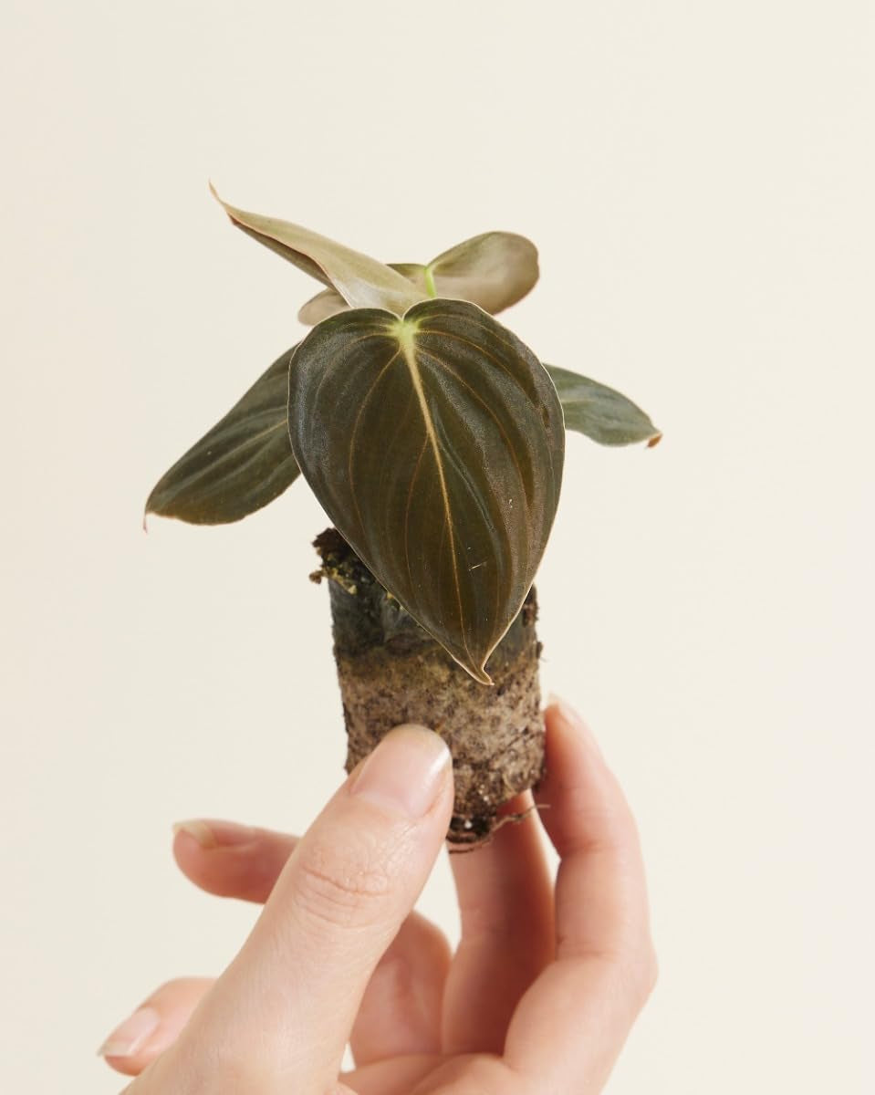 Baby Philodendron Philodendron Melanochrysum - Zimmerpflanze - Echte Pflanzen Für Drinnen - 2Cm Stecklinge - Höhe 10Cm