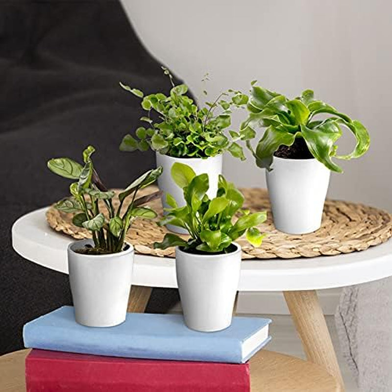 Vdvelde.Com - Mini Plants 20-20 Farne Und Zimmerpflanzen - Ø 6 Cm ↥ Ca. 10 Cm - Ohne Töpfe