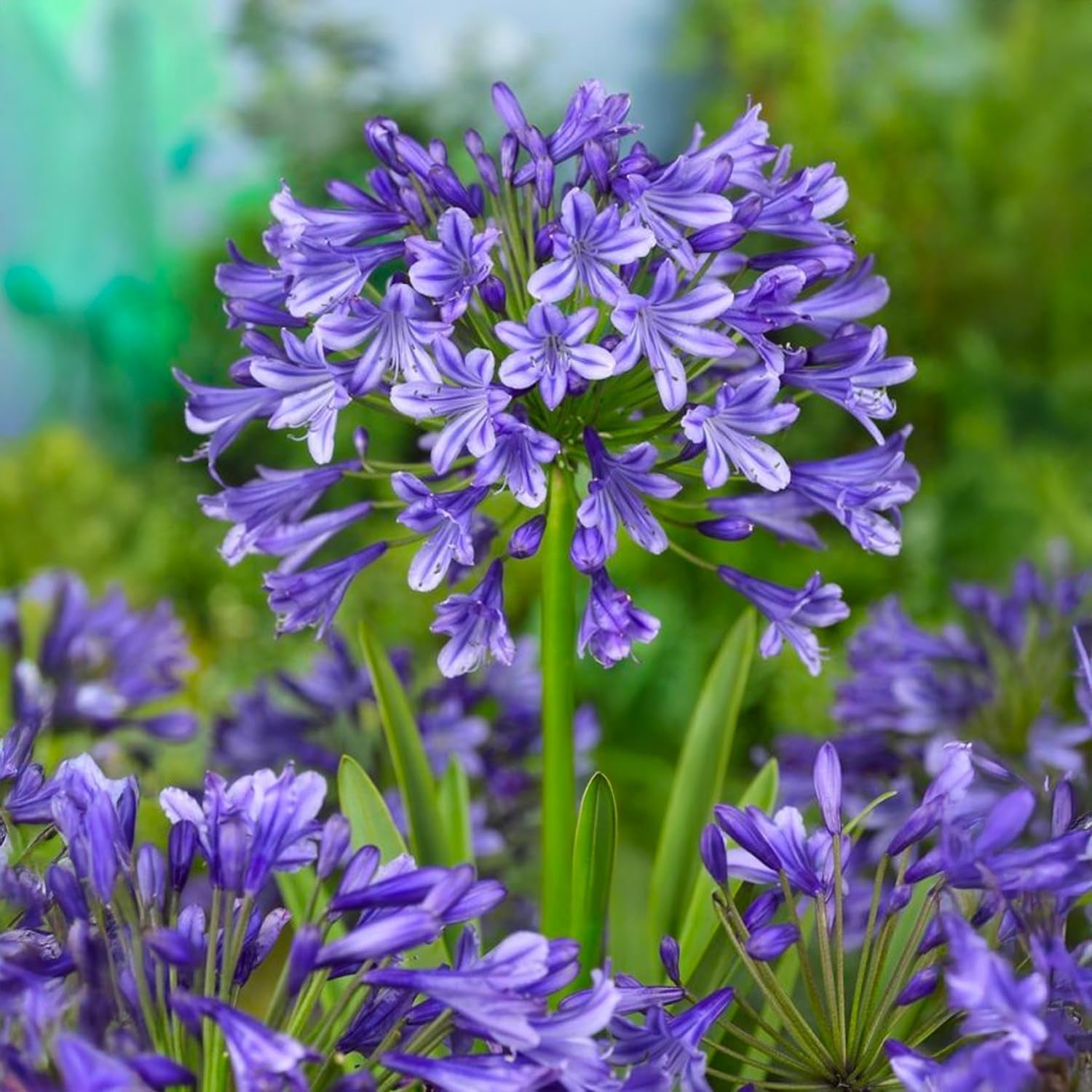Blumenzwiebeln | Zwiebeln von den besten niederländischen Produzenten | Auswahl und Qualitätskontrolle | Blühgarantie. (15 Crocosmia Mischung)