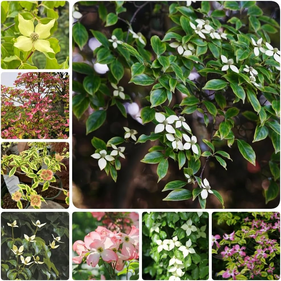 Hartriegelsamen, Steingartenpflanzen Cornus Kousa, Gartenpflanzen Balkonpflanzen Blühende Sträucher Winterhart 500Pcs