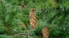 30 X Samen Douglasie Pseudotsuga Menziesii Nadelbaum Baum Samen