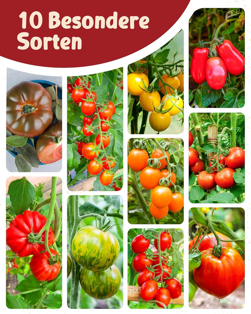 Semințe de roșii organice într-un set de 10 - 10 semințe de roșii pentru cultivare ușoară în grădină, balcon sau strat înălțat - semințe de plante - răsaduri