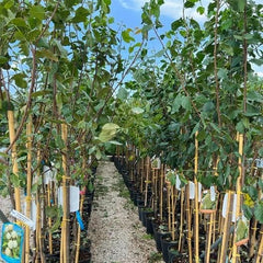 Regina Pflaumen Claudia Verde - Obstpflanze Alte Frucht Auf Blumentopf 20 - Baum Max 170 Cm – 2 Jahre Anbau Italien