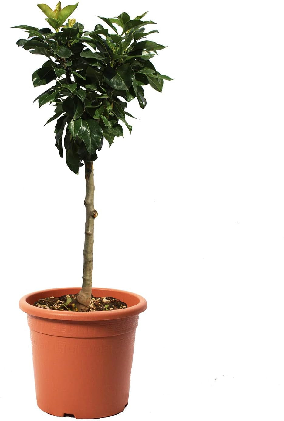 KENTIS - Zwergbirnenpflanze - Pyrus Communis - Echte Freilandpflanzen - Obstbaum - Kulturtopf Ø 24 Cm