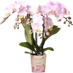 Kolibri Orchids | Rosa Phalaenopsis Orchidee - Portugal - Topfgröße Ø9Cm | Blühende Zimmerpflanze - Frisch Vom Züchter