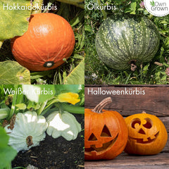 Kürbis Samen Set: 8 Sorten Premium Kürbis Saatgut Für Die Anzucht Von Kürbis Pflanzen Im Garten, Hochbeet Und Gewächshaus – Muskatkürbis Samen, Halloween Kürbis Samen, Beste Gemüse Samen Von Owngrown