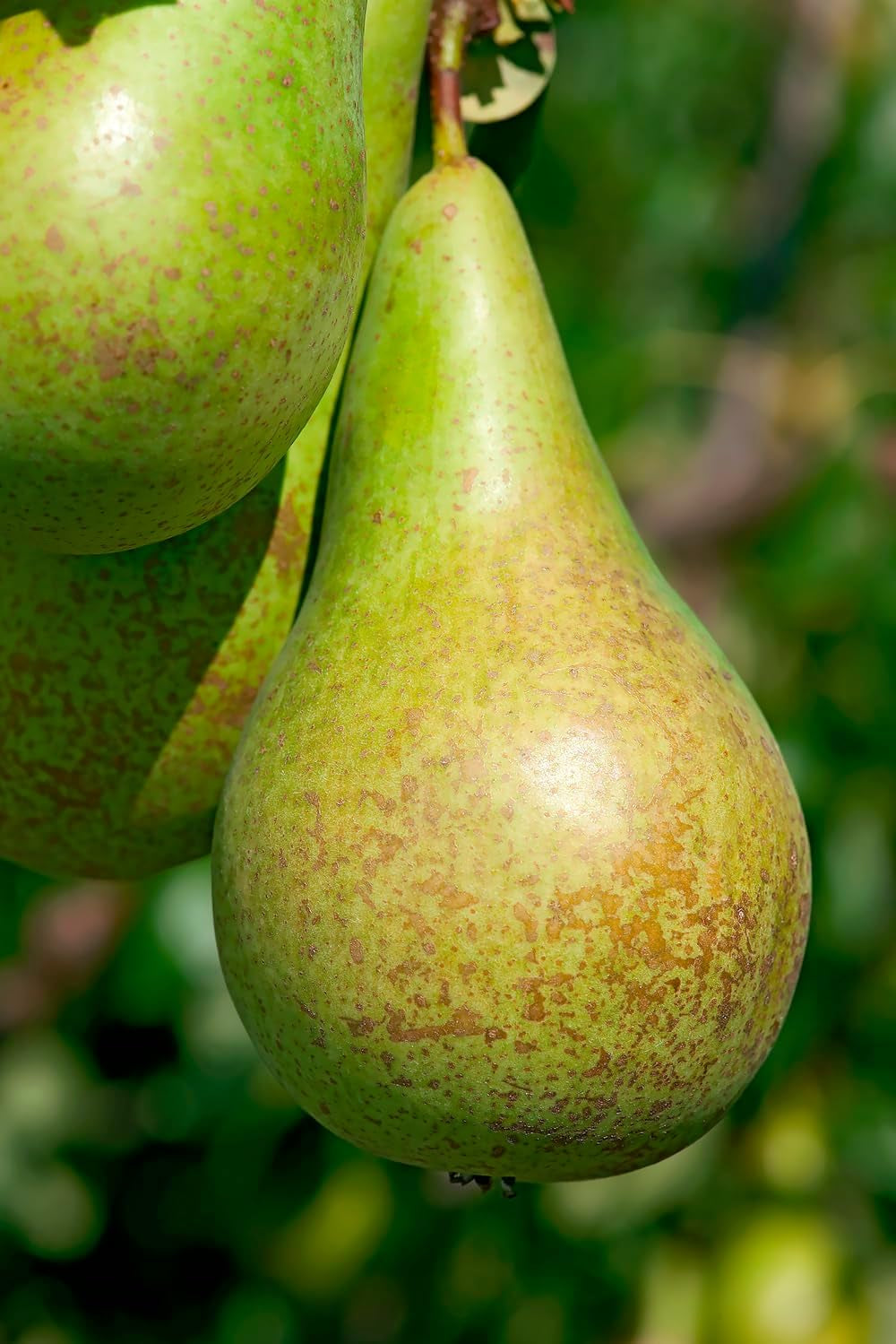 Obstbäume XXL 3Er Set (Apfel Jonagold, Birnenkonferenz Und Süßkirsche Kordia)