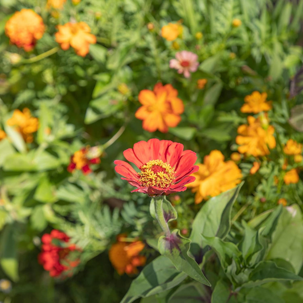 Amestec colorat de flori de balcon - 2 covorașe premium pentru semințe de flori de balcon, ușor de cultivat, flori de vară și semințe de flori sălbatice de la OwnGrown, semințe anuale prietenoase cu insectele