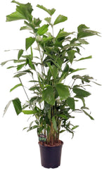 Trendyplants - Caryota Mitis - Fischschwanzpalme - Zimmerpflanze - Höhe 130-150 Cm - Topfgröße Ø24Cm